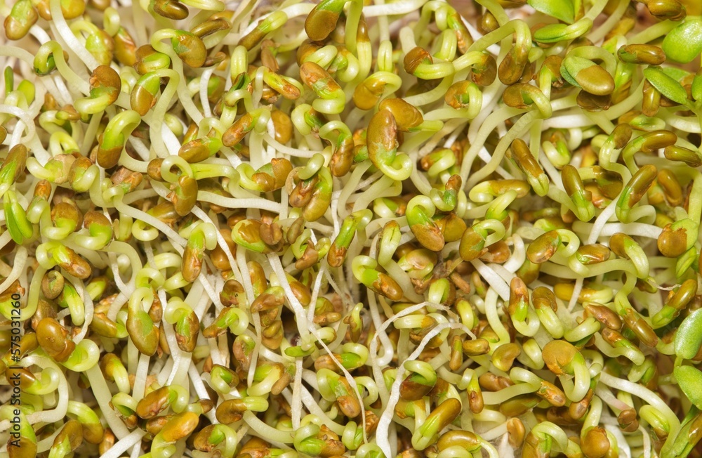 Alfalfa sprouts lucerne macro healthy food plant legume vegetable vegan. Alfalfa sprouts lucerne macro healthy food plant legume vegetable vegan.