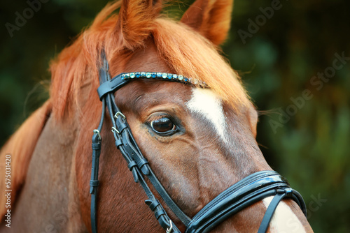 Horse head closeup eye area with bridle and glitter browband..