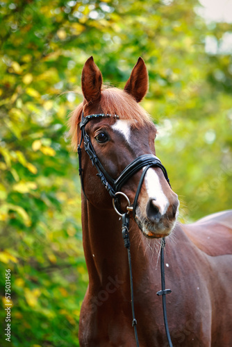 Horse separated in close-up, head, neck, attentively looking to the left, green leaves and bushes in the background..
