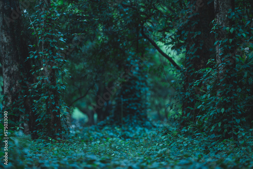 forest at night