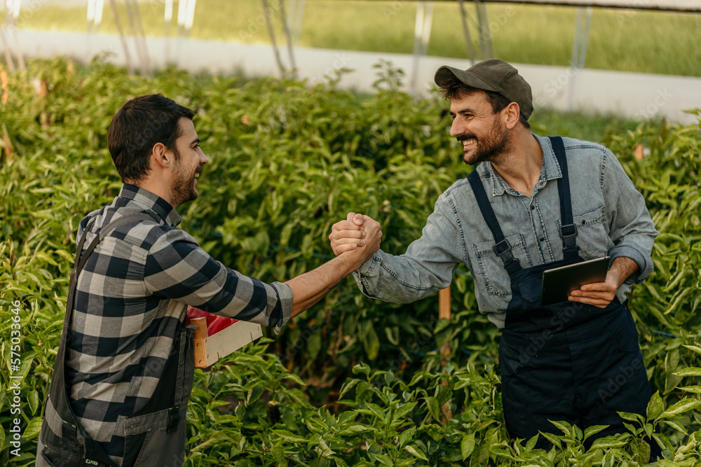 Two male farmers greet while working in a greenhouse, picking up fresh tomatoes and pepper. Two male farmers greet while working in a greenhouse, picking up fresh tomatoes and pepper.
