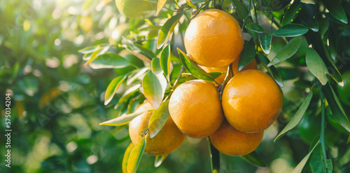 Fresh oranges on tree in farm that are about to harvest with sunshine