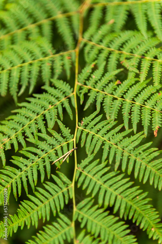 imagen detalle hojas verdes de una planta