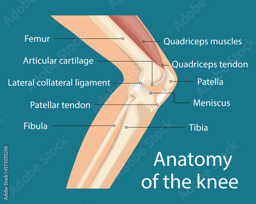 The main parts of the knee joint, anatomy of the knee joint. Knee-joint For basic medical education. photo