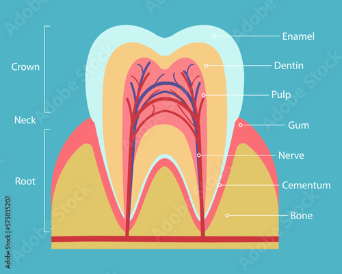 The structure of the inside cross-section of the tooth. The structure of human teeth.