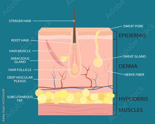 Vector cosmetological illustration, human skin structure, epidermis anatomy.