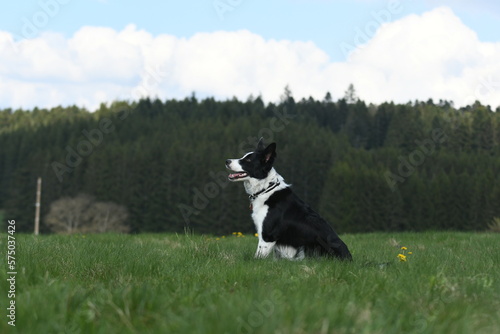 Un chien de race border collie dans la nature © Alexandre