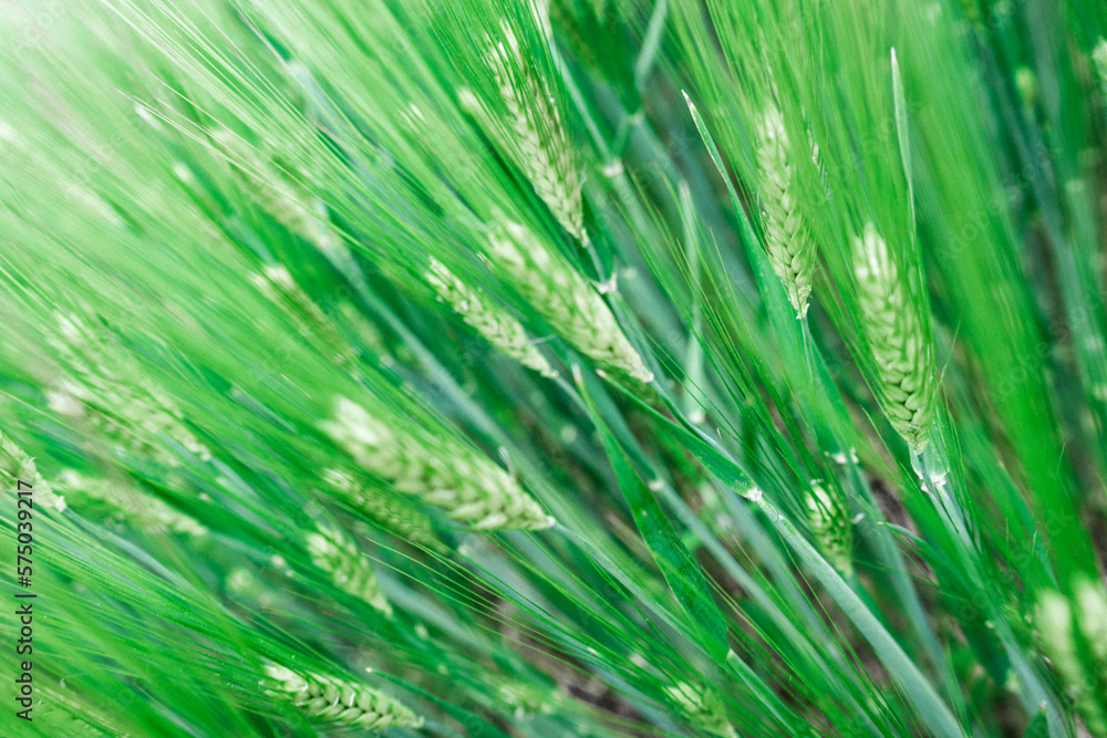 Green spring rye plant abstract background Green spring rye plant abstract background