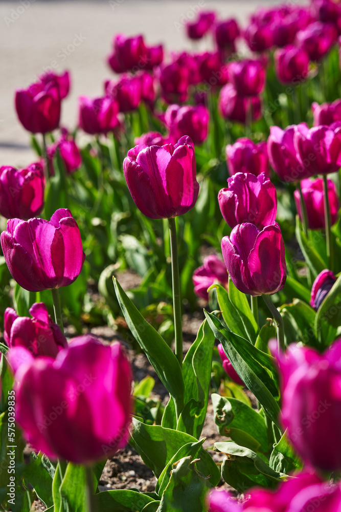 Fototapeta premium beautiful purple tulips n in the garden in the sun. beautiful spring background