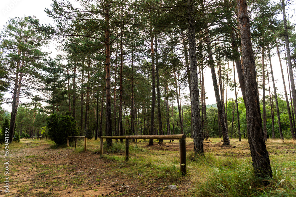 imagen de un parque natural con árboles muy altos y una barandilla de madera imagen de un parque natural con árboles muy altos y una barandilla de madera