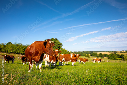 Troupeau de vache laitière dans un paysage de campagne en France.