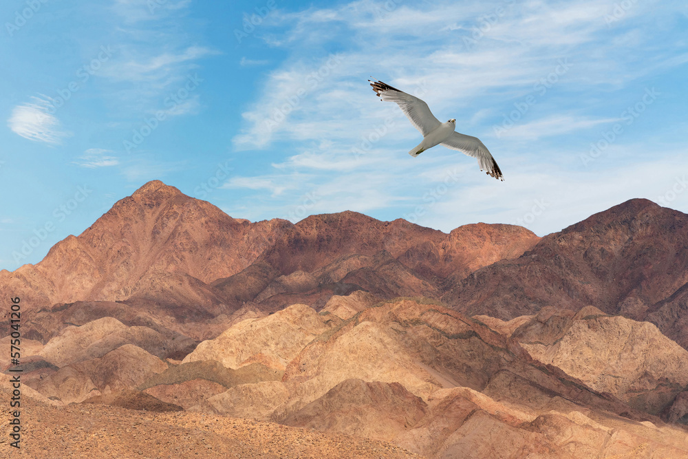 Fototapeta premium Mountain landscape with flying seagull, Egypt, Abu Galum national park.