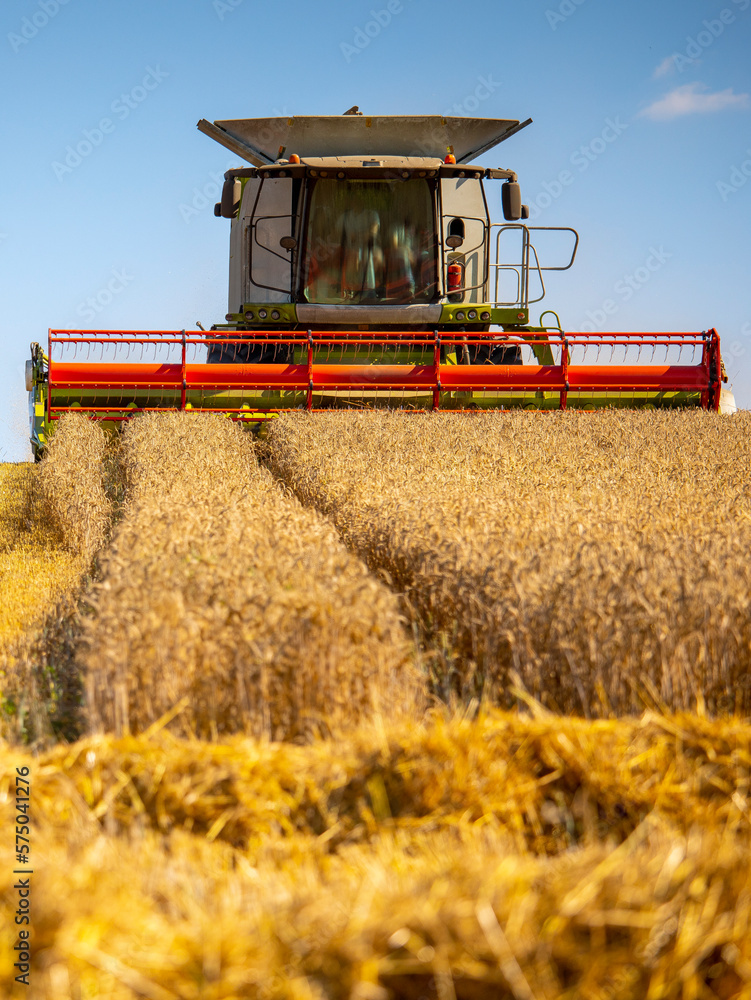 Fototapeta premium Travail de la terre pendand les moisson du blé.