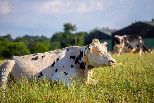 Vache de race laitière dans les champs devant les bâtiments d'une ferme en France.