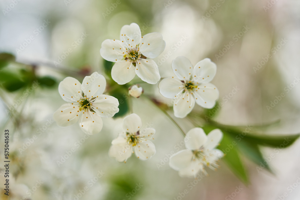Flowers of the cherry blossoms on a spring day. Branch of cherry blossoms on the blurry natural background. Beautiful cherry blossoms close-up. Instagram style photo. Flowers of the cherry blossoms on a spring day. Branch of cherry blossoms on the blurry natural background. Beautiful cherry blossoms close-up. Instagram style photo.