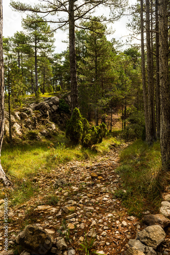 imagen paisaje diurno de un bosque lleno de pinos altos entre las rocas, con el suelo de piedras y hierba y el cielo azul con nubes