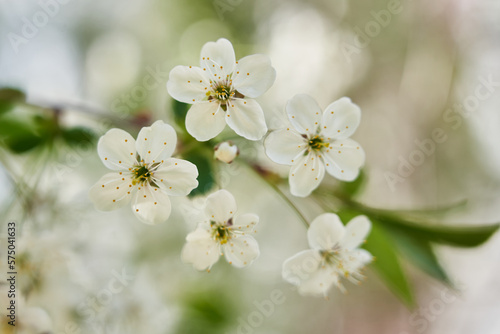 Flowers of the cherry blossoms on a spring day. Branch of cherry blossoms on the blurry natural background. Beautiful cherry blossoms close-up. Instagram style photo.