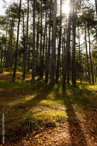 imagen paisaje diurno de un bosque lleno de pinos altos entre las rocas y las sombras a contraluz, con el suelo de piedras y hierba y el cielo azul con nubes