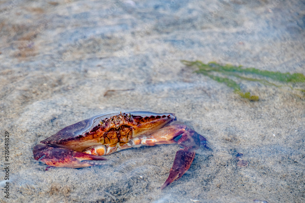 Red Crab Raising Claws in Sand Along Vancouver Island, BC, Canada Red Crab Raising Claws in Sand Along Vancouver Island, BC, Canada