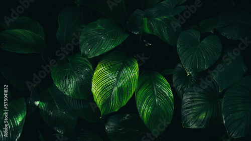 Close up tropical Green leaves texture and abstract background., Nature concept., dark tone. © NewSaetiew
