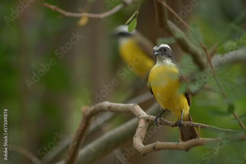 Small yellow bird, perched on a branch in the forest. Selective focus. © Edivier
