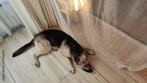 Metal geometric gold lamp chandelier lamp in loft style, curtains and big shepherd dog