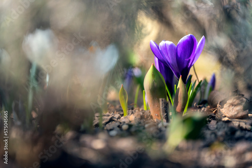Wiosenne krokusy ukryte pośród innych roślin. © Magda