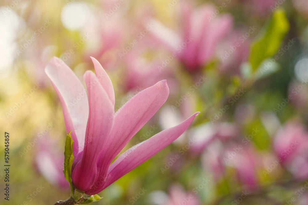 Pink spring magnolia flower on sunny bokeh light background. Soft selective focus