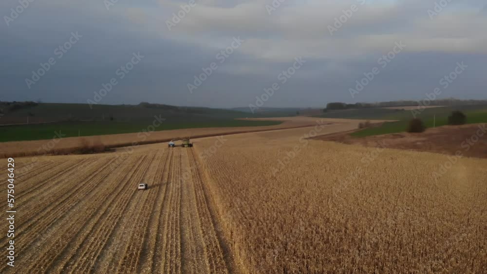 Green combine harvesting corn at sunset in Ukraine with green tractor and grain tank Green combine harvesting corn at sunset in Ukraine with green tractor and grain tank