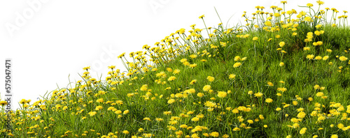 Leinwand Poster Grass meadow with dandelions, 3d render