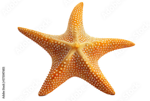 Fotografie, Obraz starfish isolated on white, generative ai