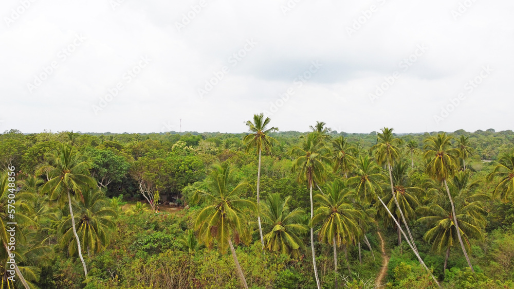 Aerial view of green palm trees and rainforest. Beautiful texture background for tourism and design. Tropical landscape Aerial view of green palm trees and rainforest. Beautiful texture background for tourism and design. Tropical landscape