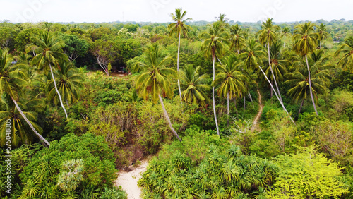 Aerial view of green palm trees and rainforest. Beautiful texture background for tourism and design. Tropical landscape