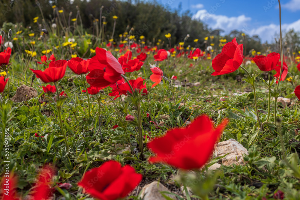 Red anemone is blossoms on Mount Carmel in February in Israel. - obrazy, fototapety, plakaty 