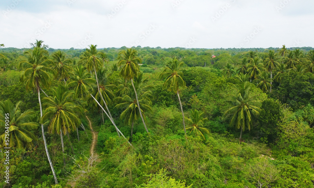 Aerial view of green palm trees and rainforest. Beautiful texture background for tourism and design. Tropical landscape