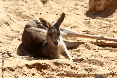 The marsupial mammal kangaroo lives in a zoo in Israel.