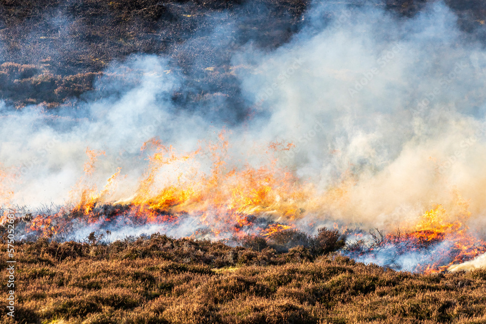 Φωτογραφία The controlled burning of heather moorland (swailing or muirburn) in winter on t