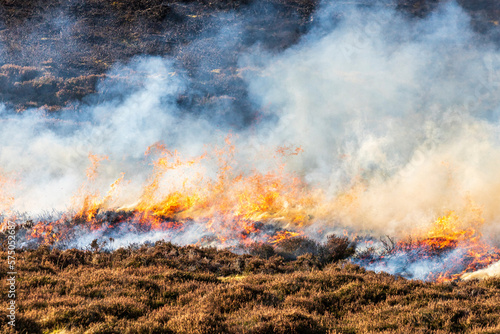 Valokuvatapetti The controlled burning of heather moorland (swailing or muirburn) in winter on t