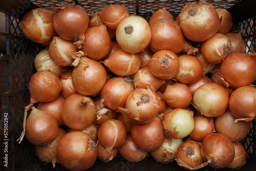 Beautiful fresh onion bulbs in a plastic drawer, close-up top view.