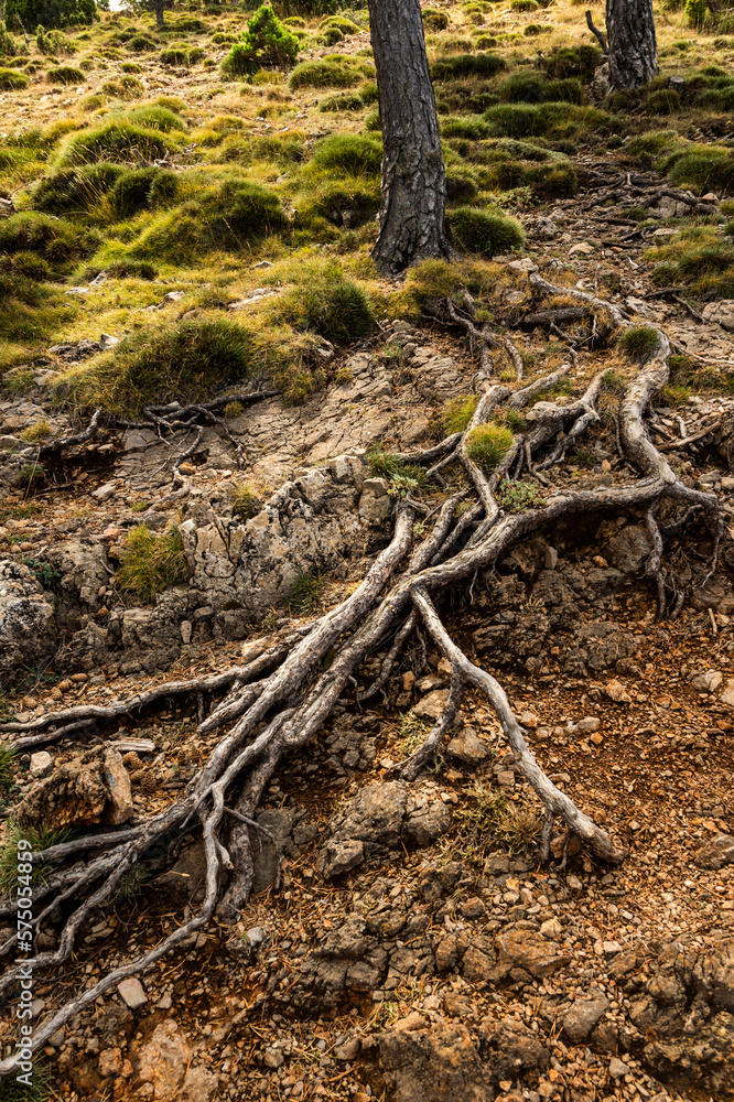 imagen detalle de unas raíces visibles por encima de la tierra entre la naturaleza imagen detalle de unas raíces visibles por encima de la tierra entre la naturaleza
