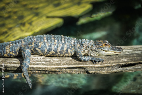 Baby Alligator "Sunshine State of Mind"