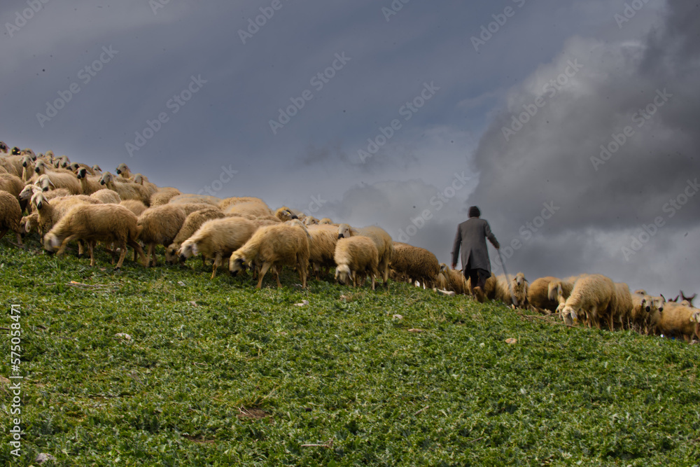 Obraz premium herd of sheep