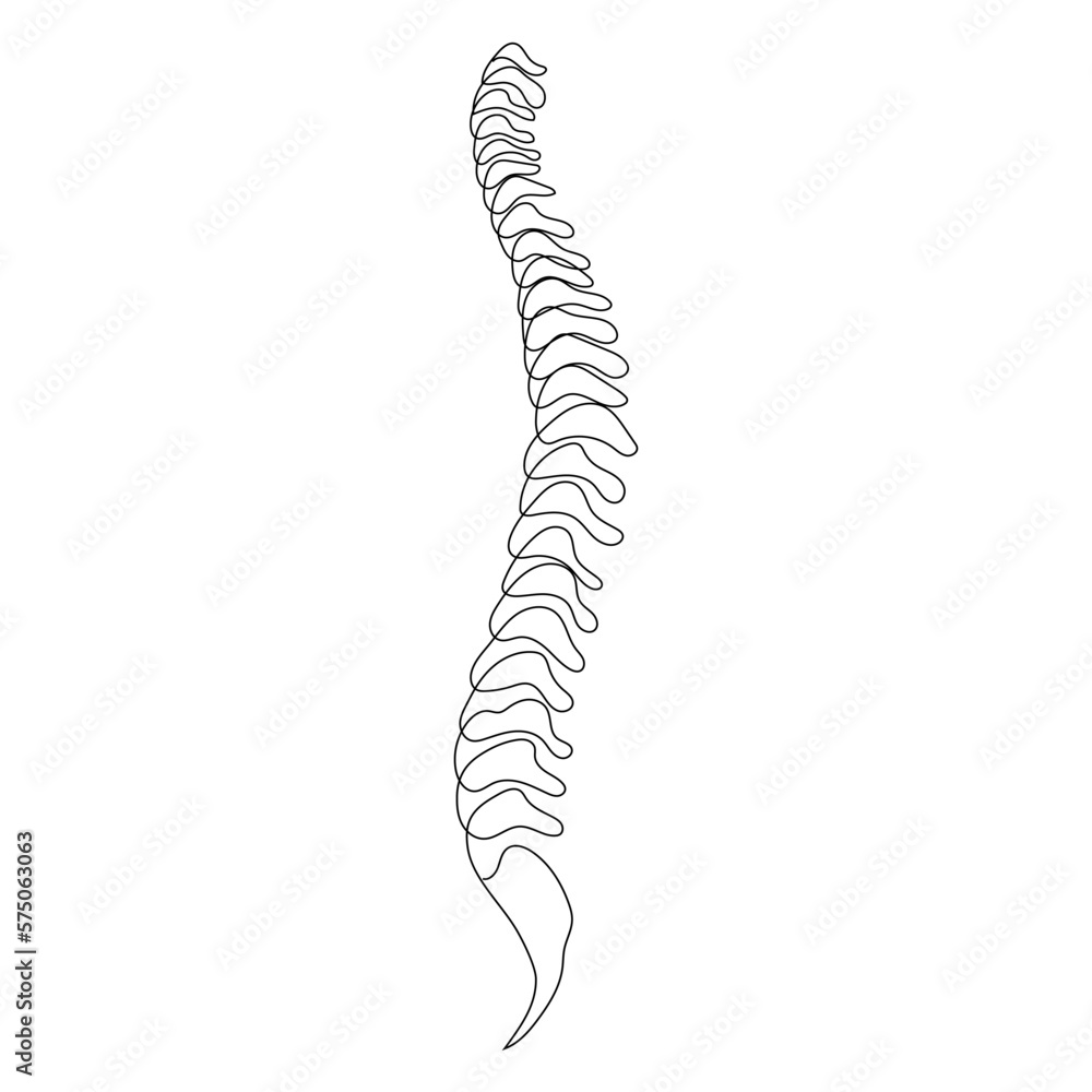 Spine one line on white background, simple sketch of part of skeleton. Spine one line on white background, simple sketch of part of skeleton.