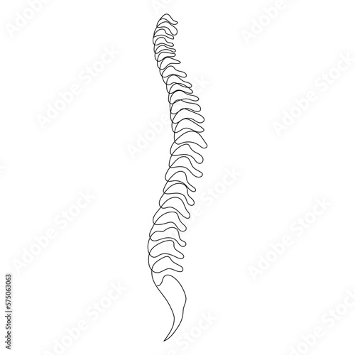 Spine one line on white background, simple sketch of part of skeleton. 