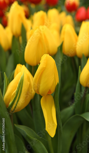 Tulip Strong Gold  brightly coloured  golden yellow  longlasting tulip
