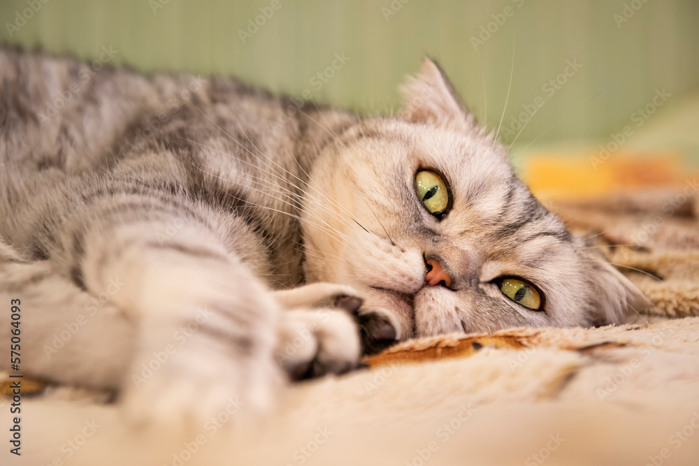 A cute tabby cat lies relaxed on the bed.