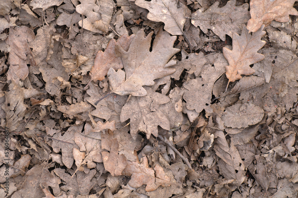 old fallen leaves lie on the ground. Сloseup background old fallen leaves lie on the ground. Сloseup background