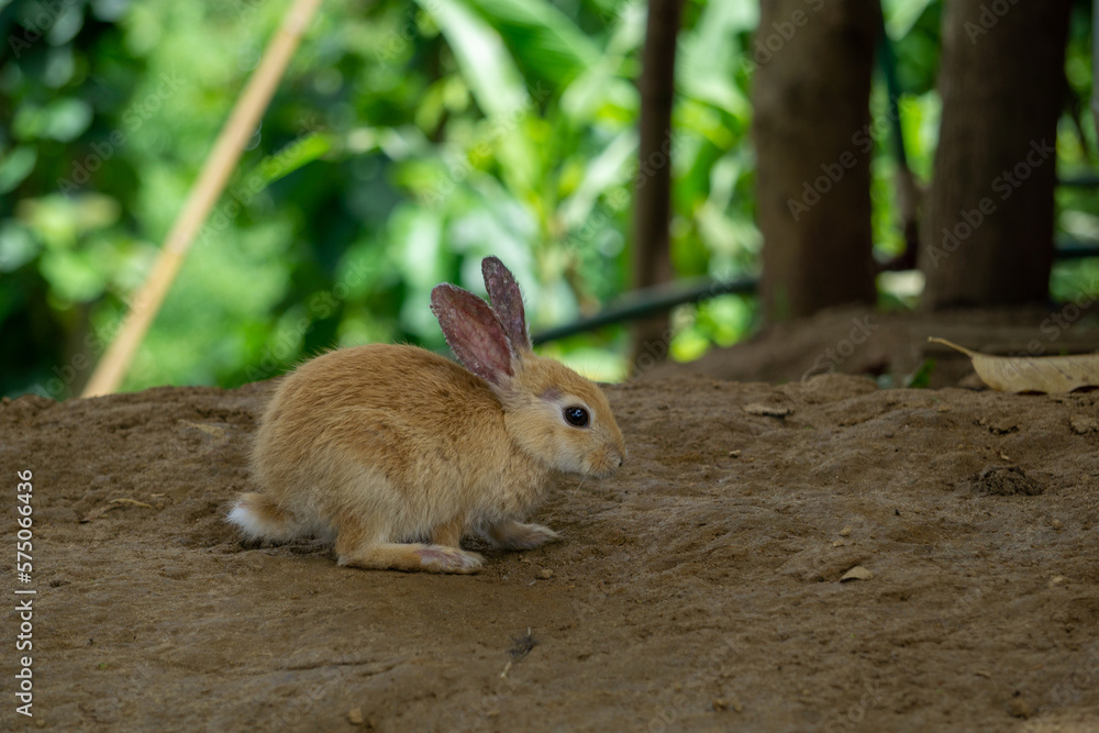 Handsome domestic rabbit. It is a domesticated subspecies. They are very beautiful and large in size. Handsome domestic rabbit. It is a domesticated subspecies. They are very beautiful and large in size.