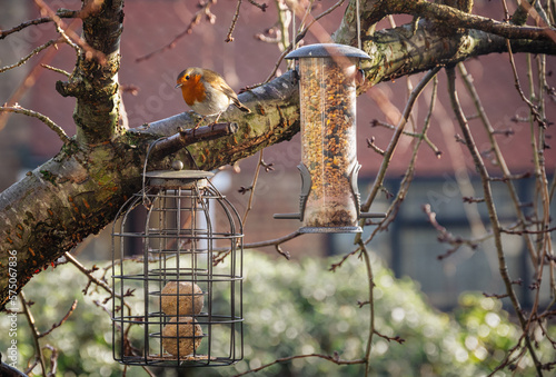 Bird feeders and a robin bird on cherry tree branches in late winter 1