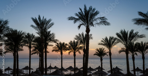 silhouette of palm trees against the dawn sky and blue sea